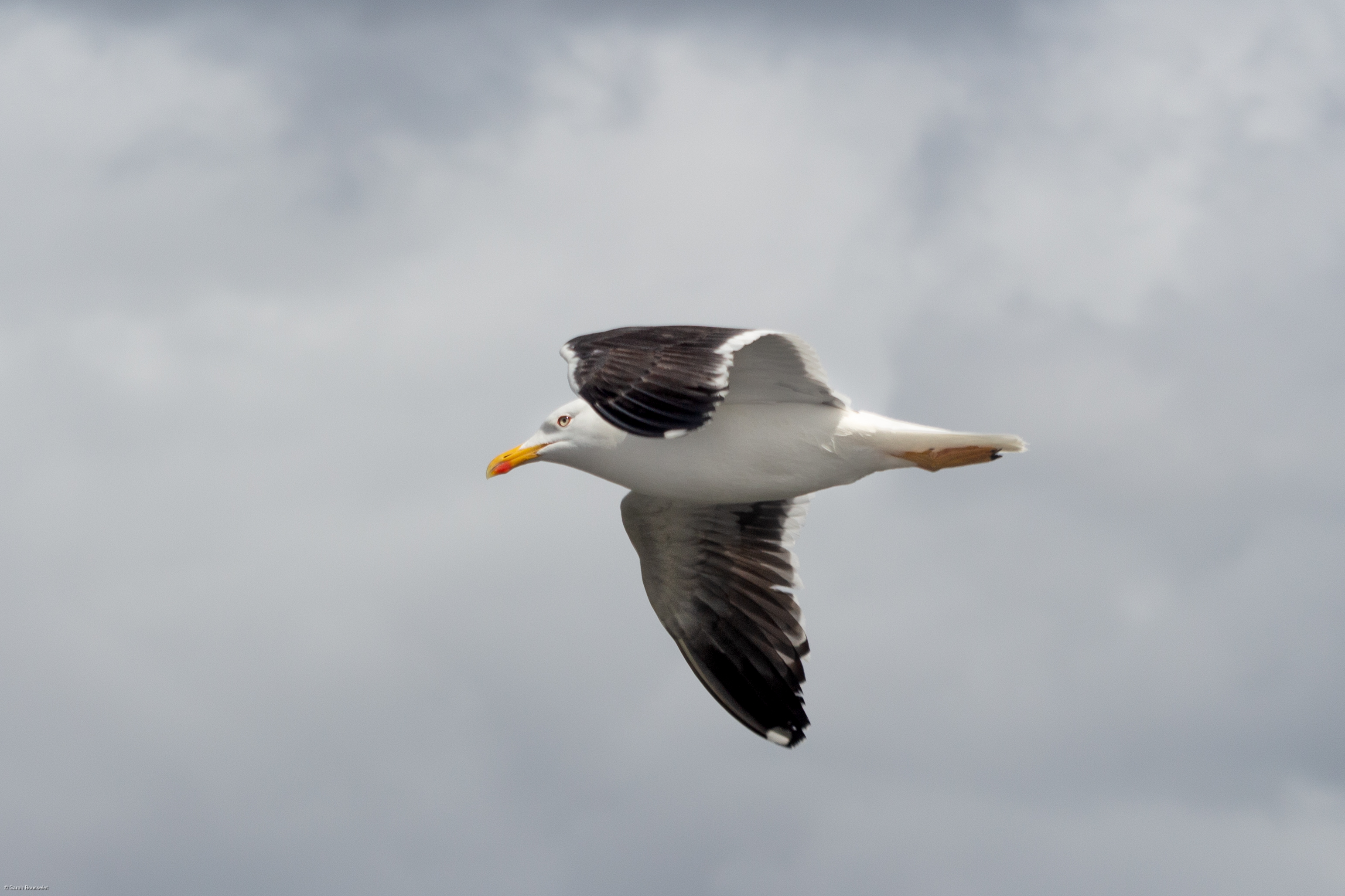 Sea gull