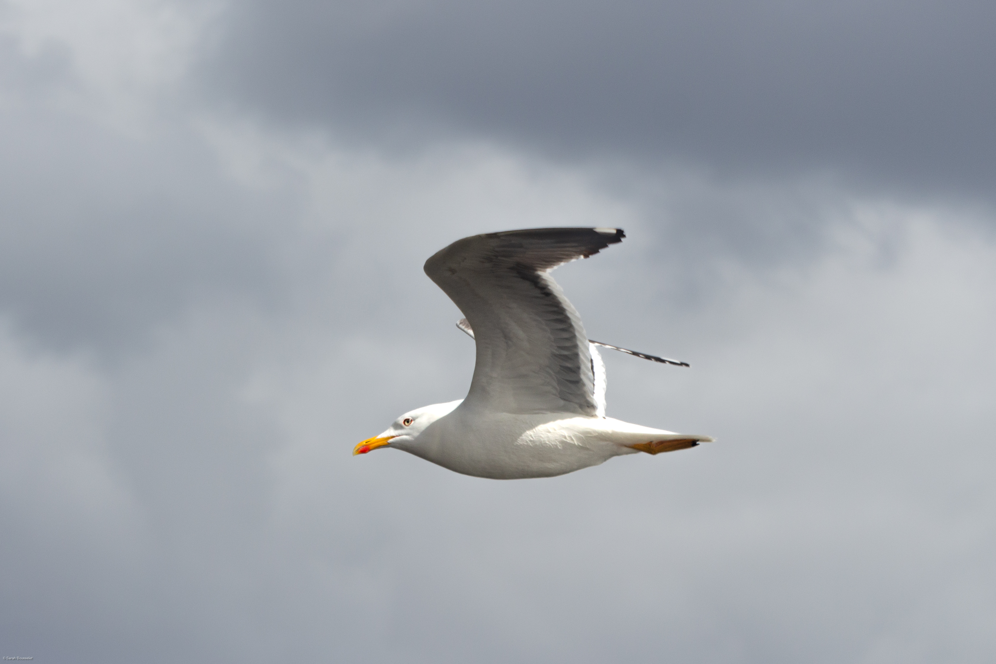 Sea gull